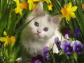 子猫の春の花の絵画 写真からアートへ